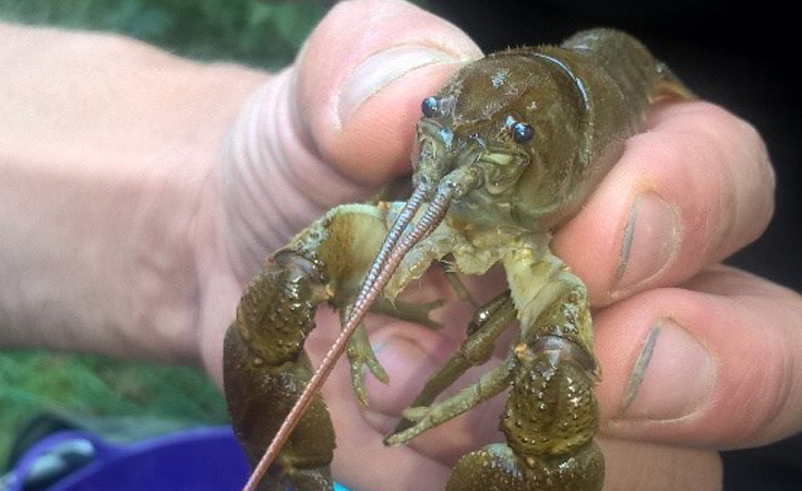 White-clawed crayfish, Essex © Thomson Environmental Consultants