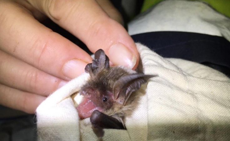 A rare Bechstein’s bat caught during the Bat Handling training © Thomson Environmental Consultants