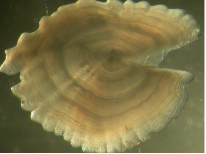 Red Gurnard Otolith, 4 years old