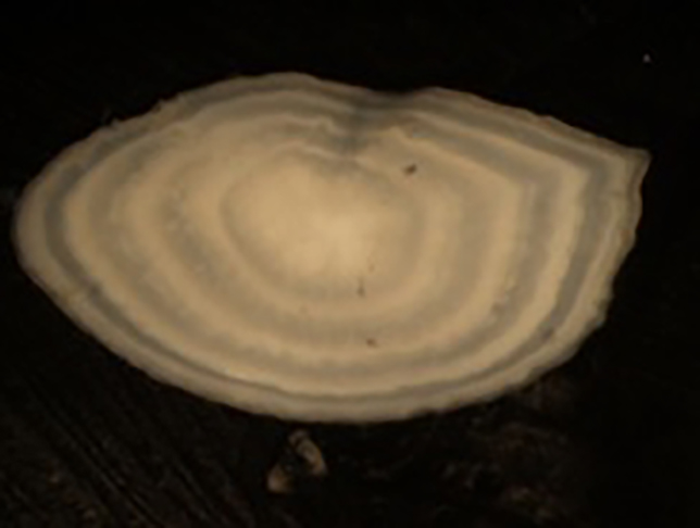 Plaice Otolith, 4 years old
