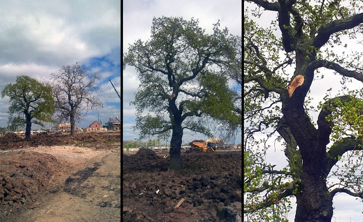 Three images of a damaged tree on development site, Northallerton