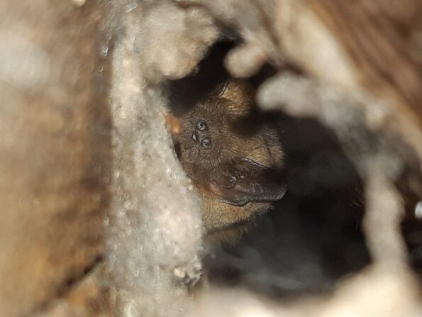 International bat appreciation day 2021 – The importance of bats to ...