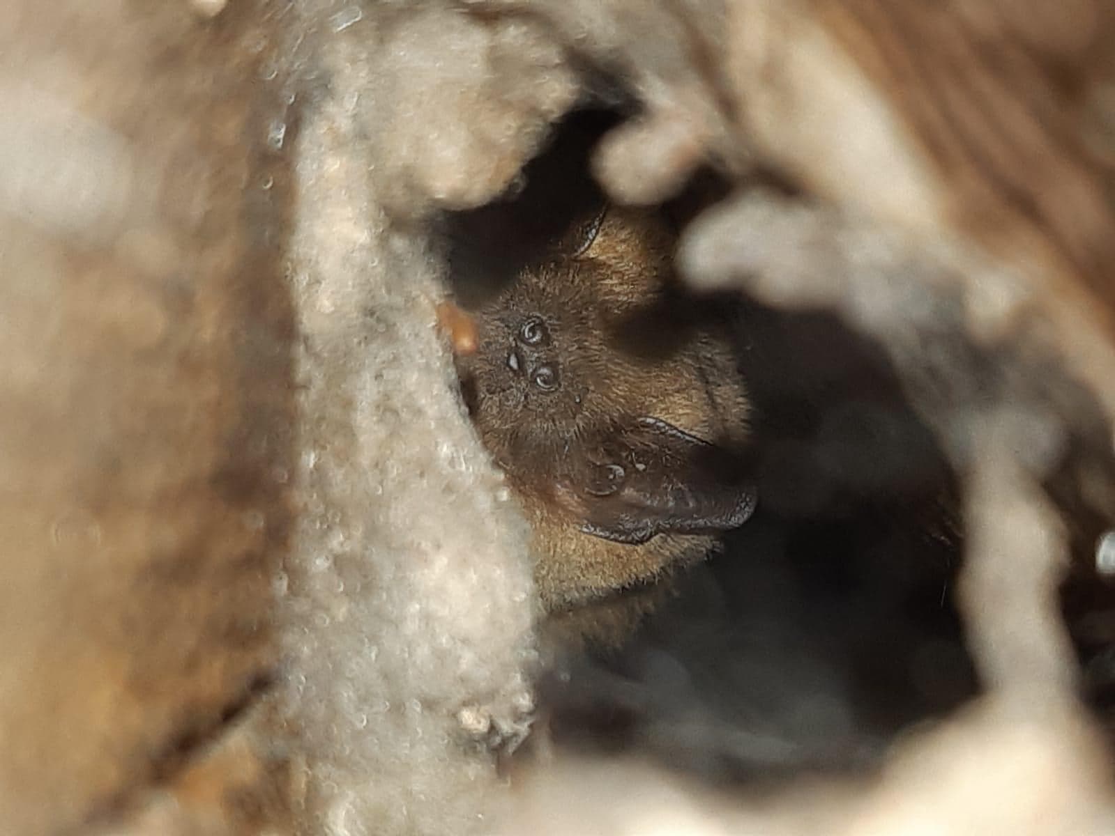 International bat appreciation day 2021 - The importance of bats to ecosystems 3