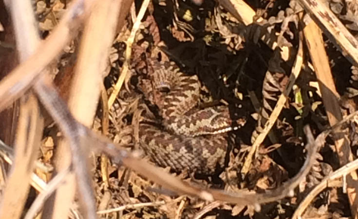 Adder in natural refugia © Rachel Young