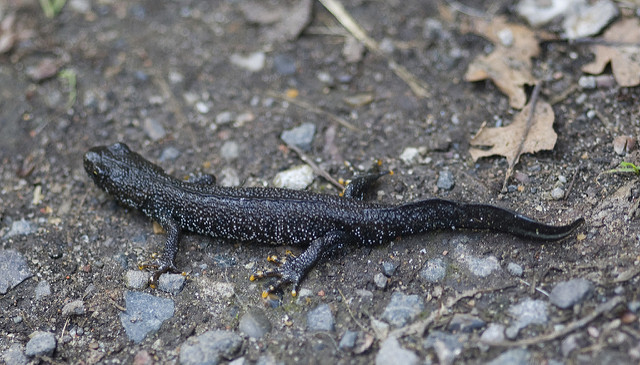 Great crested newt on land © Laurence Livermore