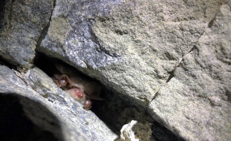 Natterer’s bat in hibernation © Ben Griffin