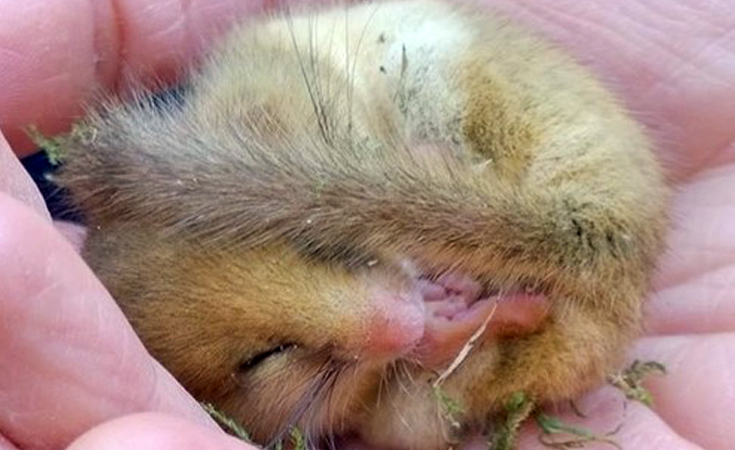 Dormouse in torpor © Adelle Pilfold / Thomsonec.com