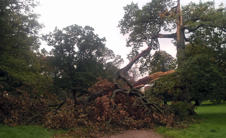 A failed branch of a tree over a lane © Neil Francis