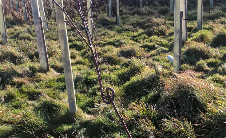 An example of a young tree that should've been rejected before planting © Neil Francis