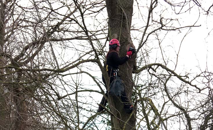 Ecologist, Amy, during tree climbing training © Thomsonec
