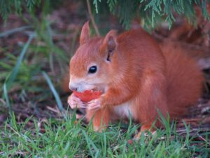 Red squirrel surveys