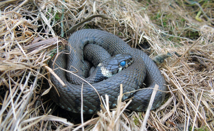 Grass snake sloughing it's skin © Oli Brown / Thomsonec.com