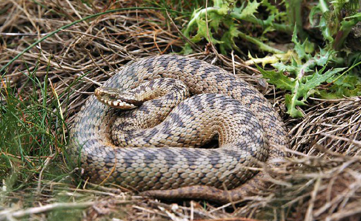 Adder © Adam Hammond / Flickr.com