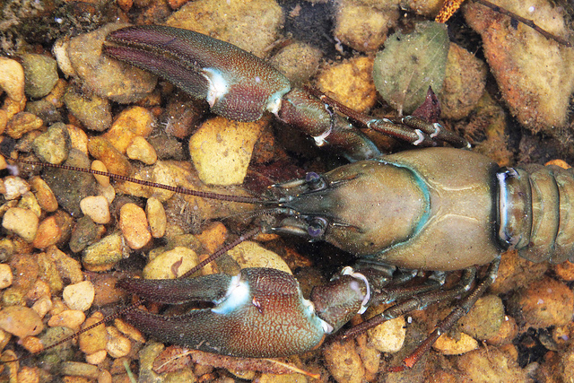 American signal crayfish © Mark Philpott
