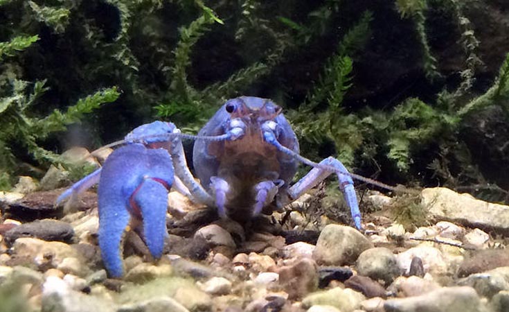 White-clawed crayfish © Natural England/Jenny Wheeldon