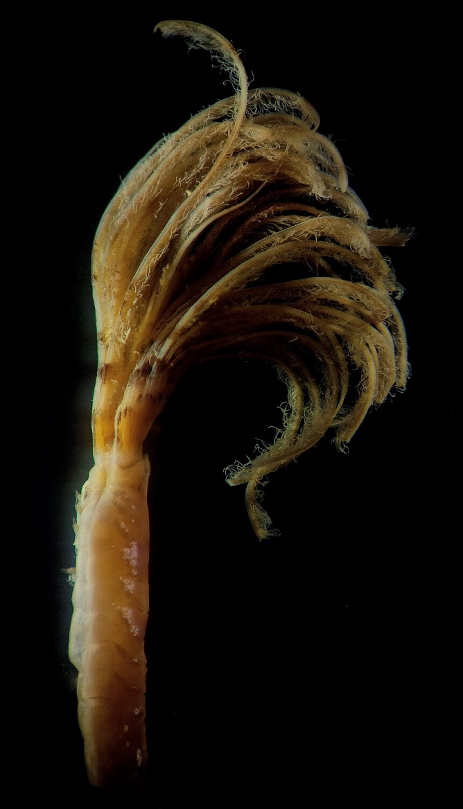 Sabella pavonina, a feather duster worm, 3mm body width.