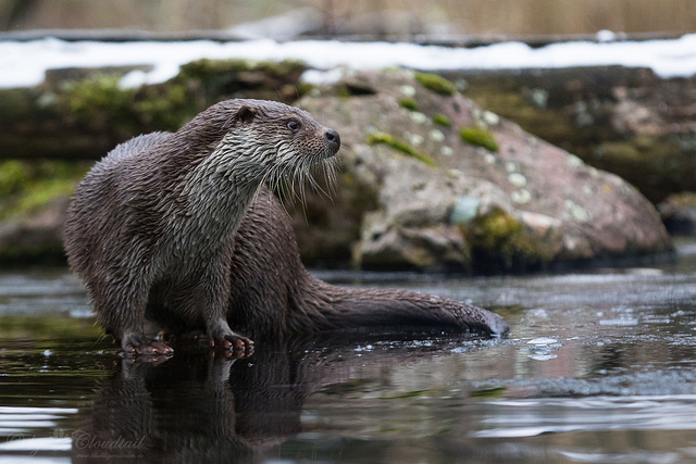  Otter on a frozen lake © Cloudtail the Snow Leopard / flickr