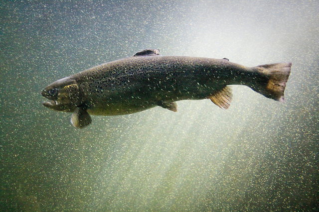 Atlantic salmon © Matt Hintsa / Flickr 