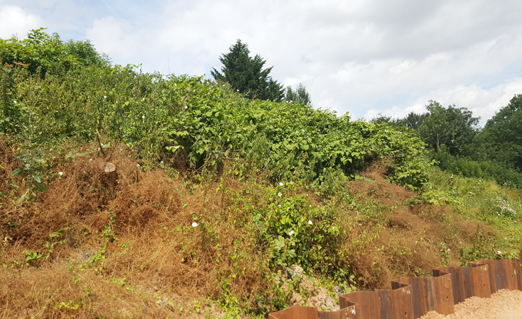 Japanese knotweed on a site in Wellingborough, before excavation