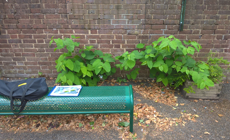 Japanese knotweed on an exterior wall of a school, north London