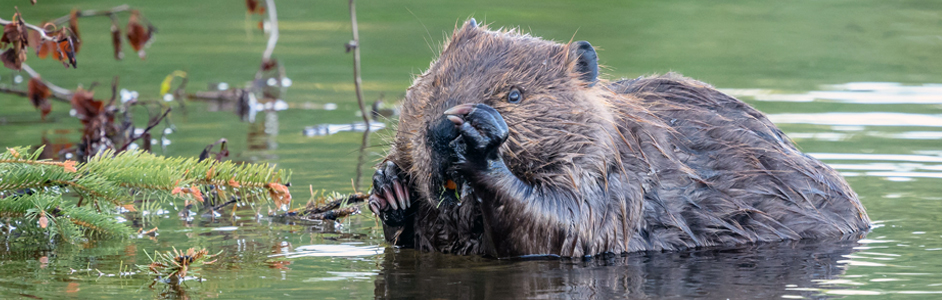 A keystone species: Beavers have huge impact on wetlands - Farm and Dairy