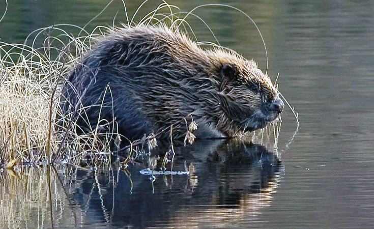 Eurasian beaver at a riverbank © Per Harald Olsen / Flickr CC