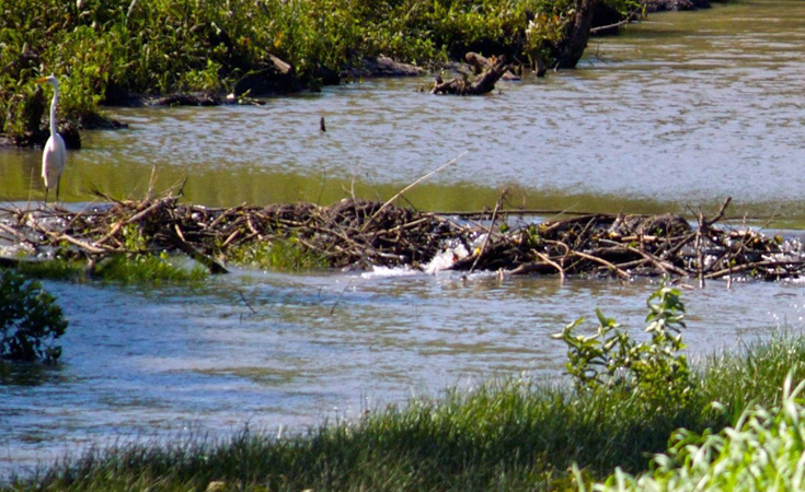 Beaver dam © David DeHetre / Flickr CC