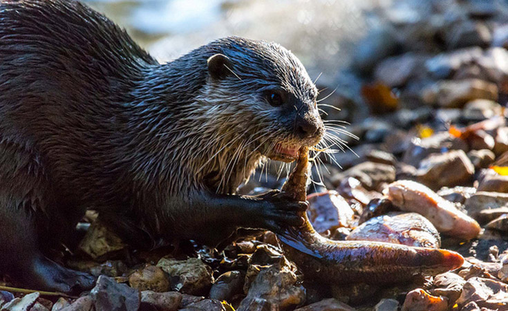Otter eating fish © Smudge 9000 / Flickr
