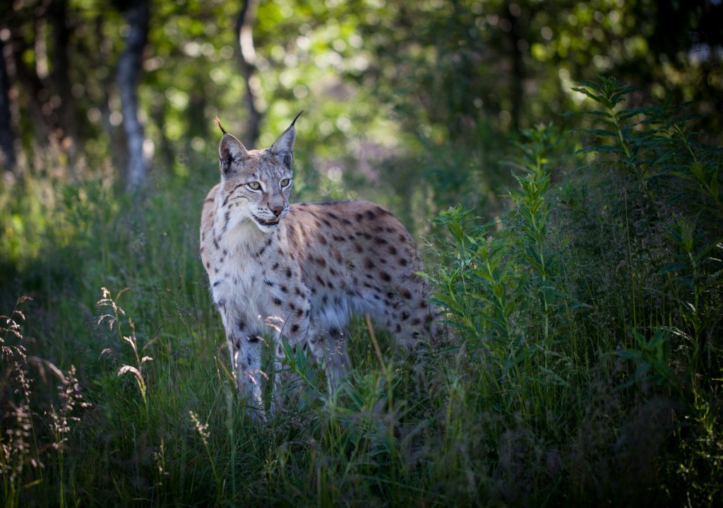 Eurasian Lynx in summer coat © Tom Bech / Flickr.com