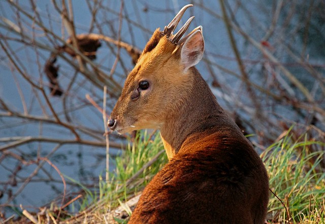 Muntjac Muntiacus reevesi © GrahamC57 Flickr.com