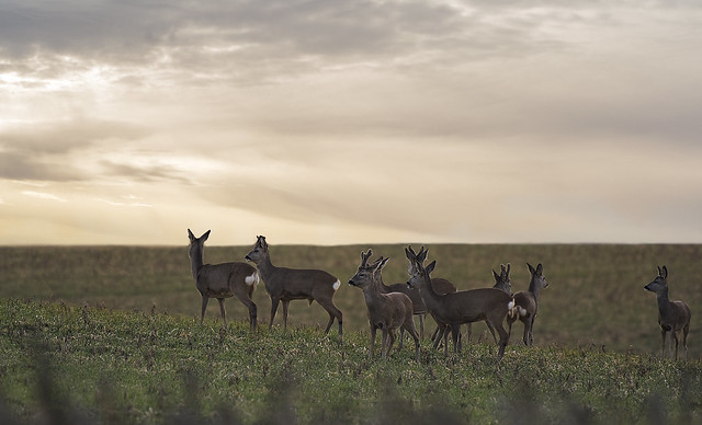 Roe deer © Artur Rydzewski / Flickr.com