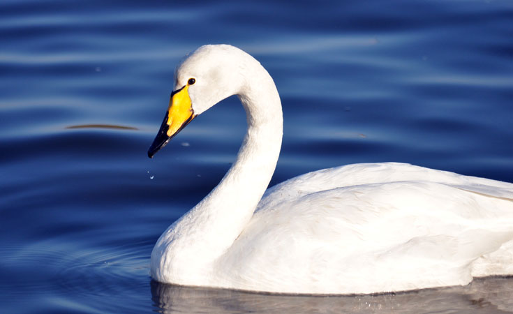 Whooper swan © Jonathan Scraggs / Thomsonec