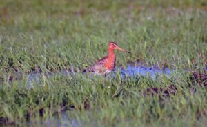 Black-tailed Godwit © Jonathan Scraggs / thomsonec
