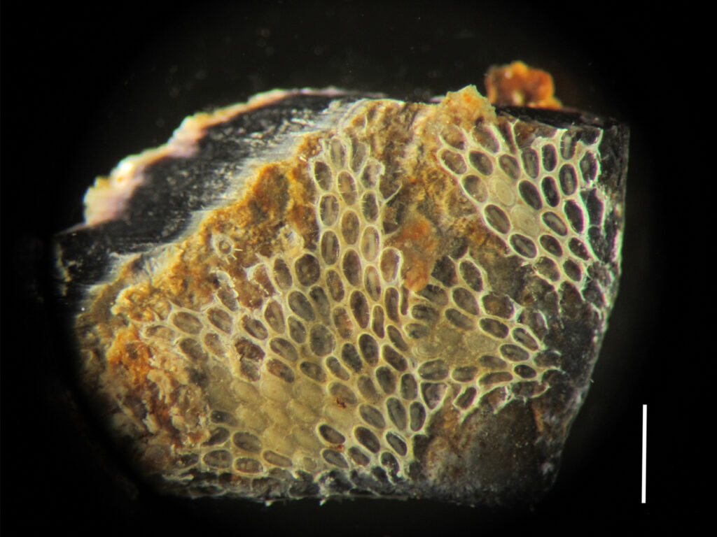 Through the lens: Bryozoa 1