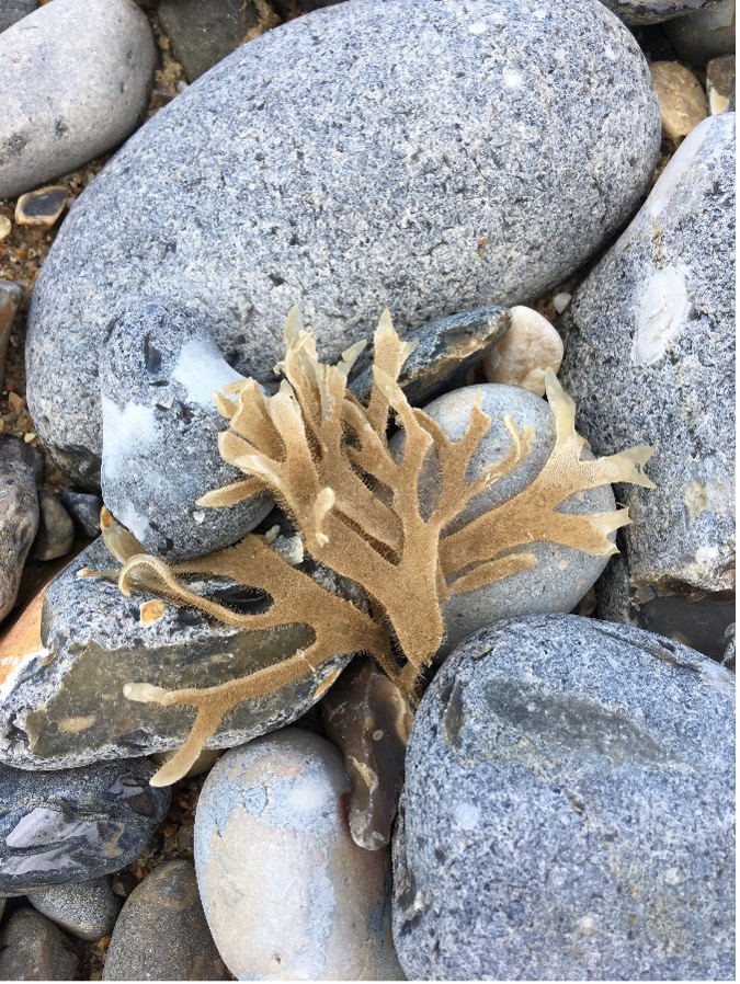 Through the lens: Bryozoa