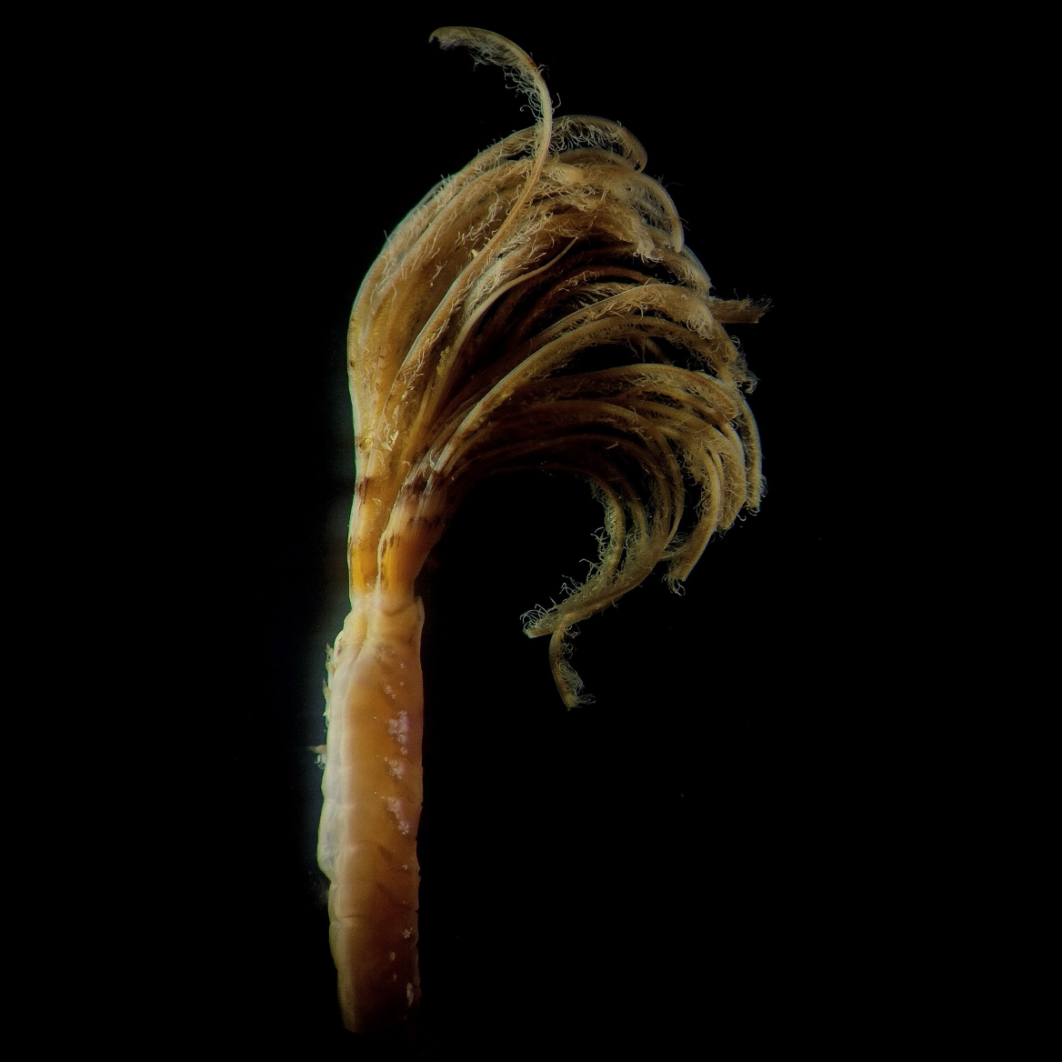 Through the lens spring cleaning and the feather duster worm, Sabella