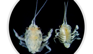 Corystes cassivelaunus (masked crab) megalopa