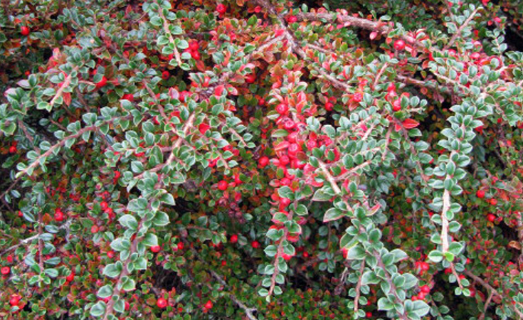 Cotoneaster species © : Leonora Enking / Flickr.com