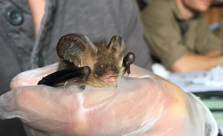 A course trainee learning how to handle bats correctly © Rob Allen