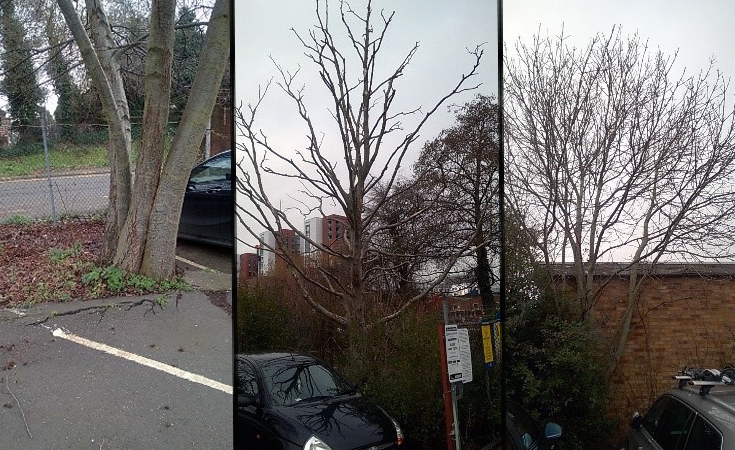 Left: An alder tree in a car park; Middle: A dead alder tree (Altus Glutinosa); Right: Ash tree (Fraxinus excelsior) next to a wall © Neil Francis