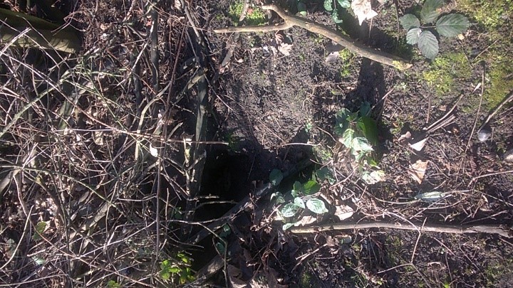 A badger sett © Neil Francis