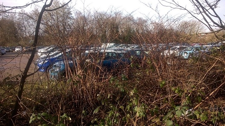 Japanese knotweed in a car park © Neil Francis