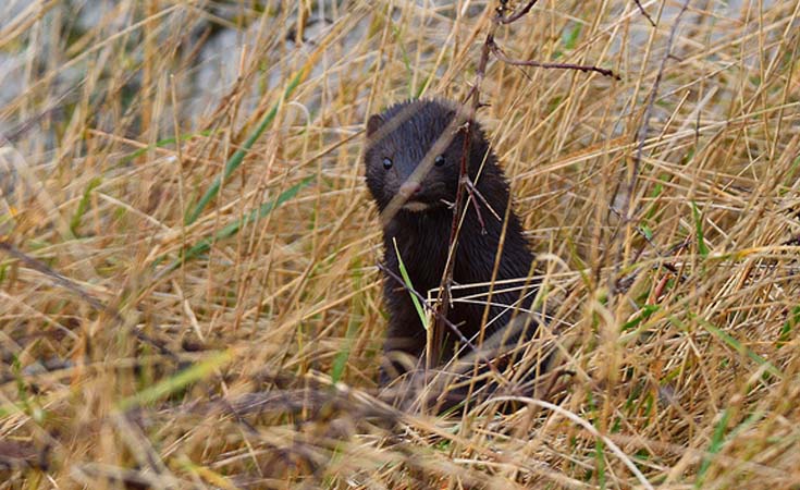 Wild American Mink, UK © Tom Lee / Flickr