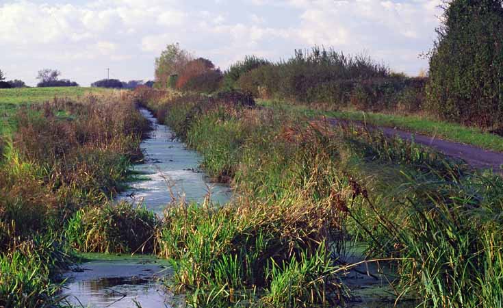 Water vole habitat, Huntspill River National Nature Reserve, Somerset © Natural England/Paul Glendell