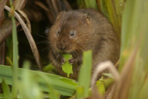 Water vole eating grass © Laurence Arnold / Flickr.com