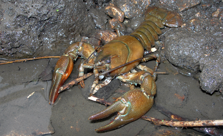 American Signal crayfish © Paul Franklin / Thomsonec.com