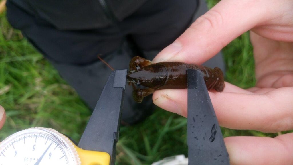 Ecologists surveying white-clawed crayfish, River Yare © Thomsonec.com