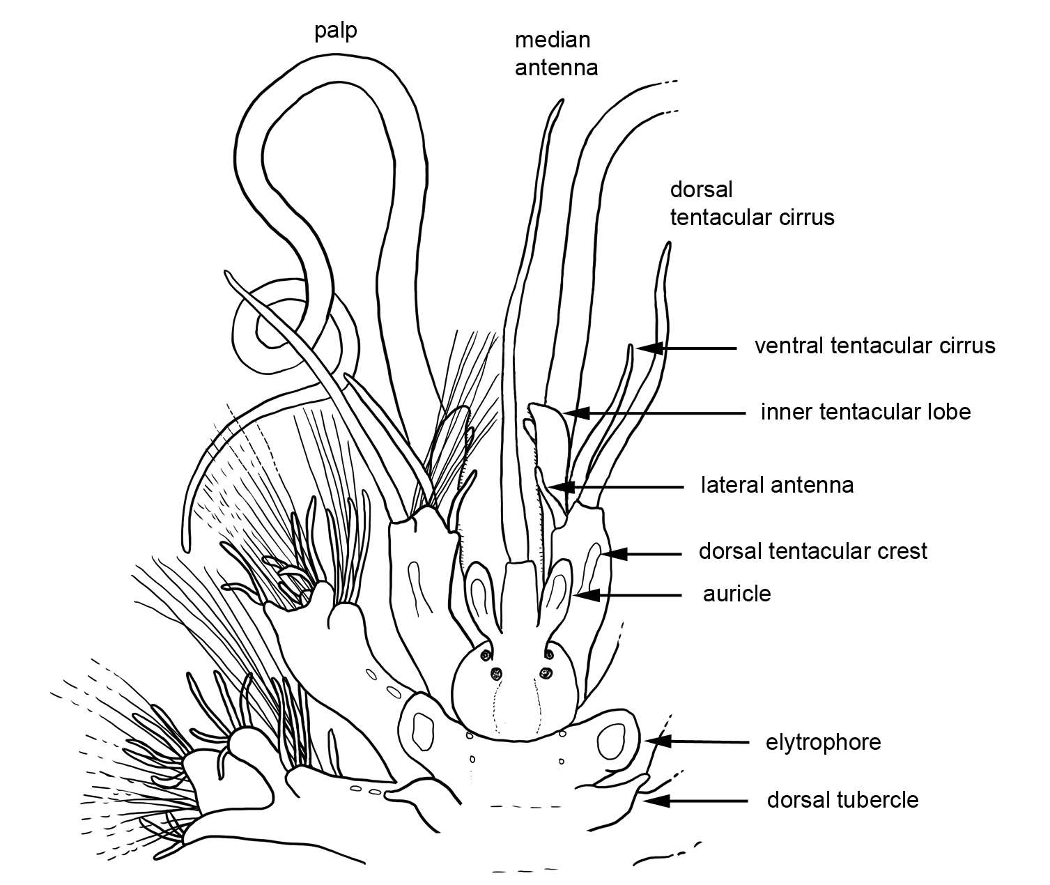 Why do we need taxonomic revisions? 3