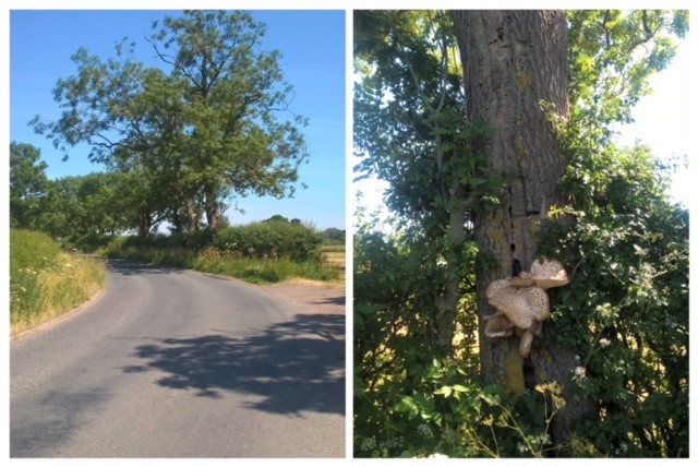 Why tree surveys along our highways are important