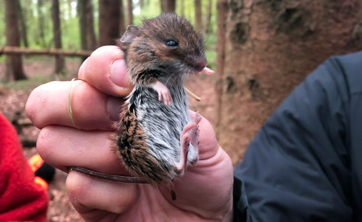 Wood mouse being sexed during small mammal survey © Heather Clayson